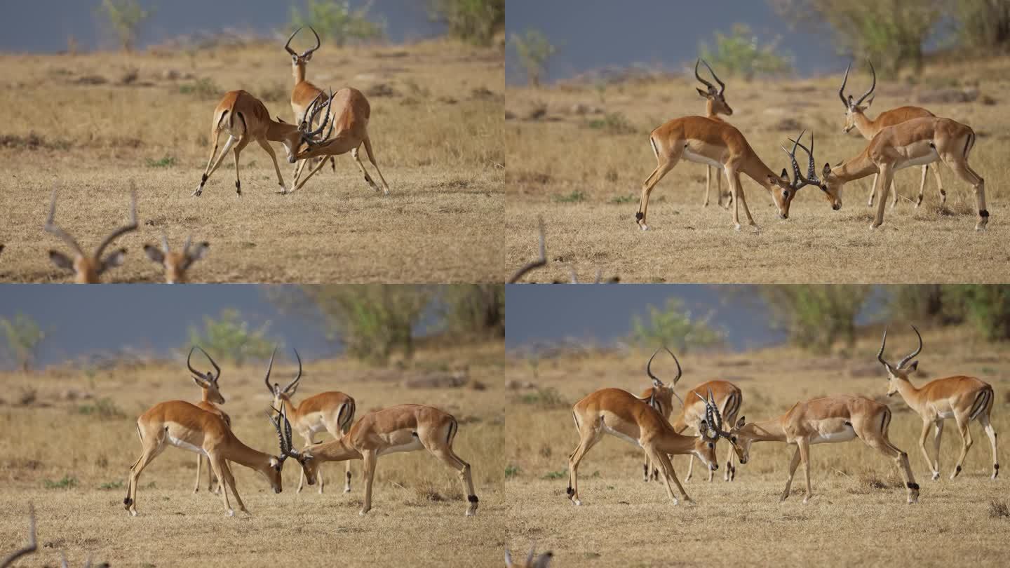 雄性黑斑羚或羚羊用它们的角打斗