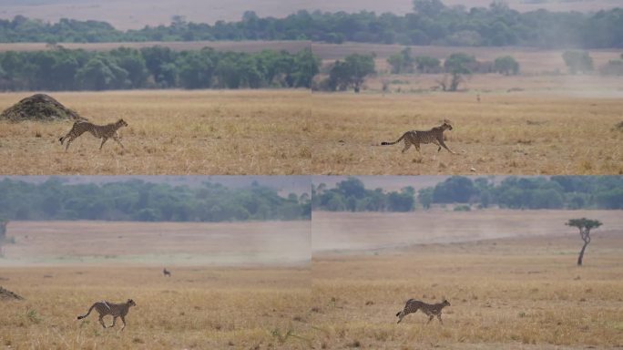 猎豹跑去猎捕瞪羚长焦特写猛兽野兽捕猎