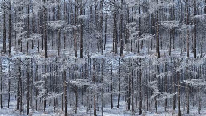 雪林雾凇景观