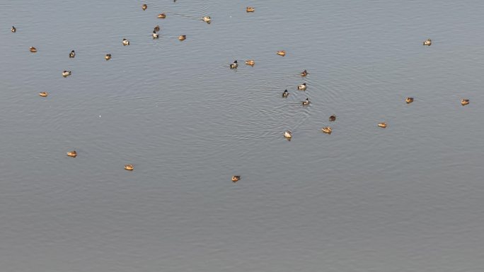 浙江冬天湖泊水面候鸟野鸭水鸟湿地实拍素材
