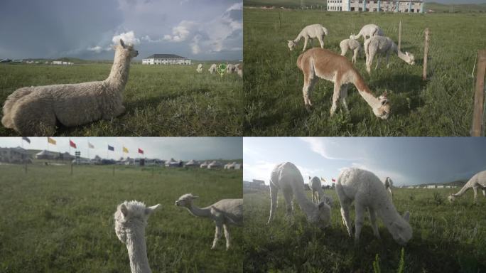 草原逆光羊驼群悠闲吃草多组镜头