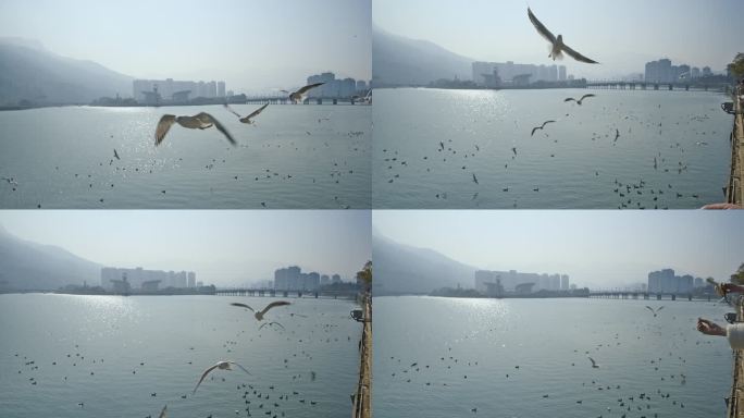 海鸥飞翔觅食城市自然生态人与动物
