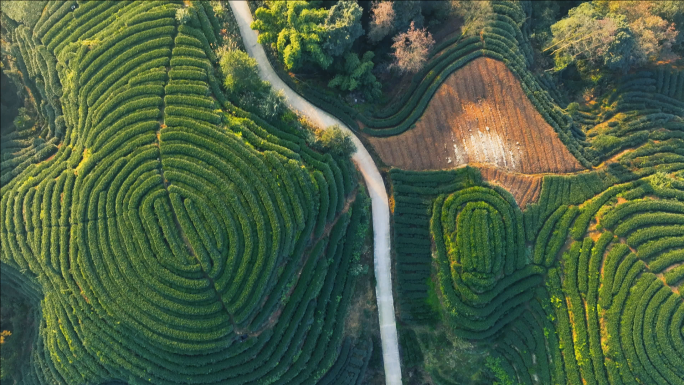 唯美大气茶园秋色茶山航拍大地指纹