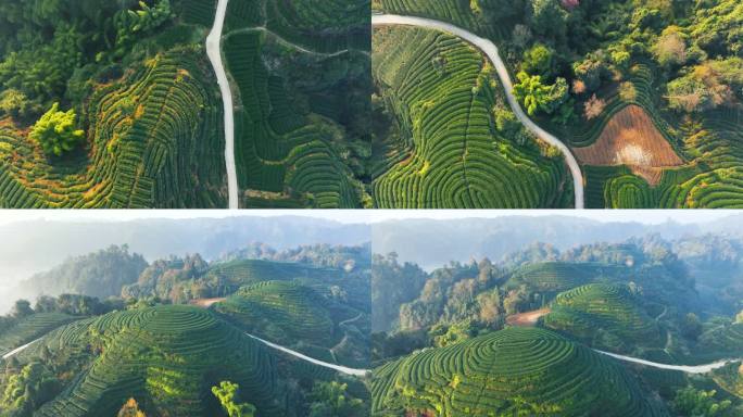 唯美大气茶园秋色茶山航拍大地指纹