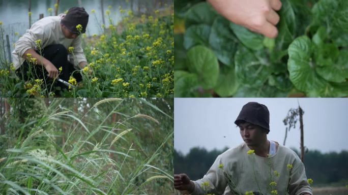 油菜花收割