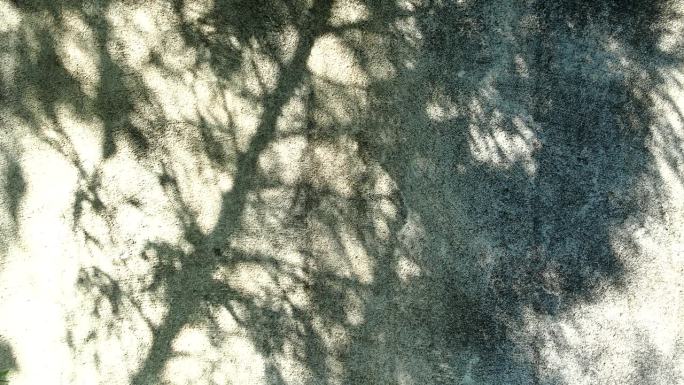 树叶的影子在墙上