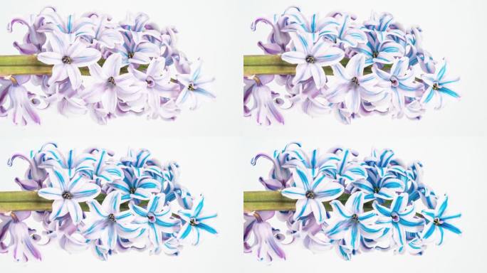 风信子盛开的时间推移在一个白色的背景。第一朵春花由粉红色变成蓝色。用食用色素慢慢改变不同的颜色