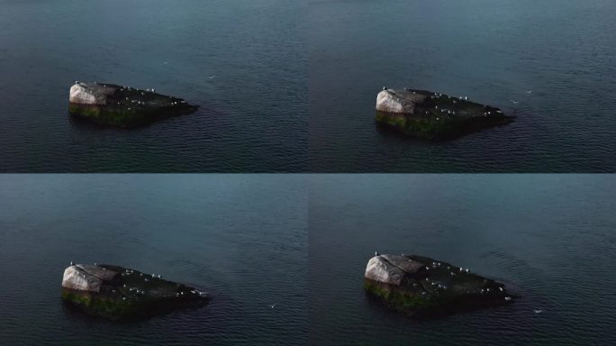 纽约长岛海湾的鸟瞰图。无人机拍摄卡车正以慢动作环绕着鲸鱼岩。两只海鸥站在岩石上飞翔。