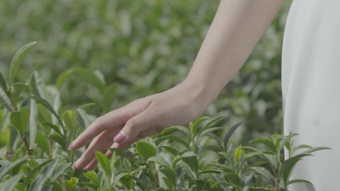 美女田间行走，沐浴阳光