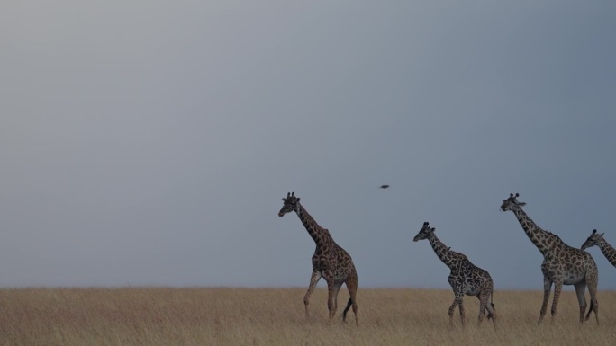 马赛马拉草原上，一群长颈鹿排成一排