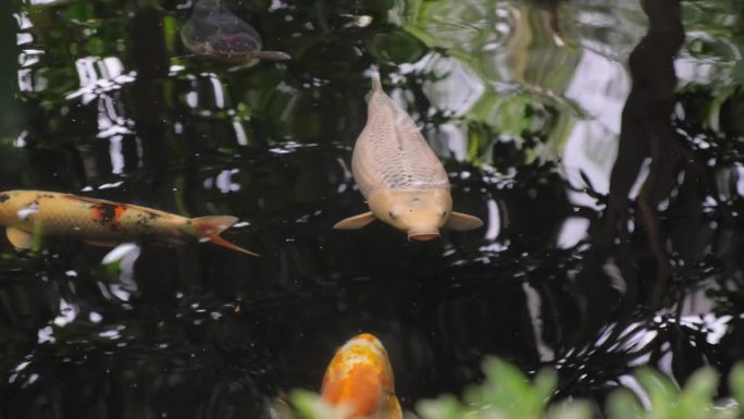 鲤鱼日本湖中鲤鱼科的一种大鱼