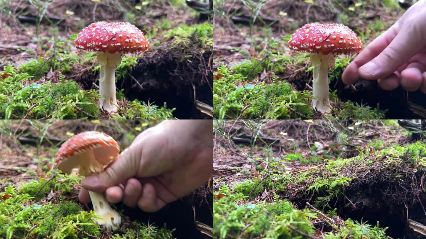 红色有毒的致幻蘑菇。不能吃的蘑菇