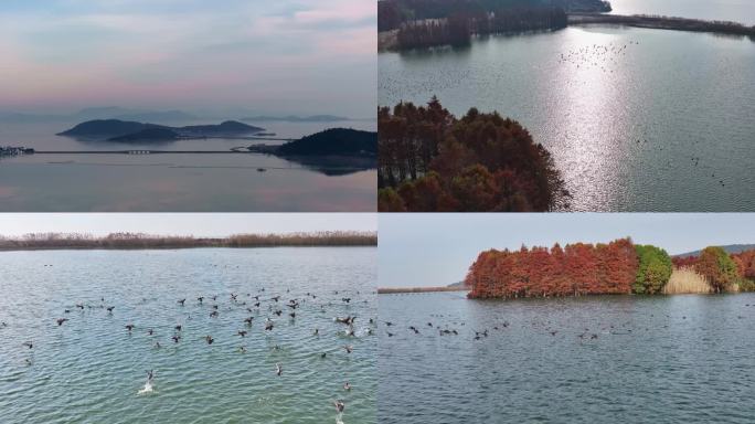 4K无锡太湖 风景 大群鸟类飞翔航拍