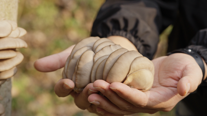 平菇采摘野生平菇 树干上的蘑菇