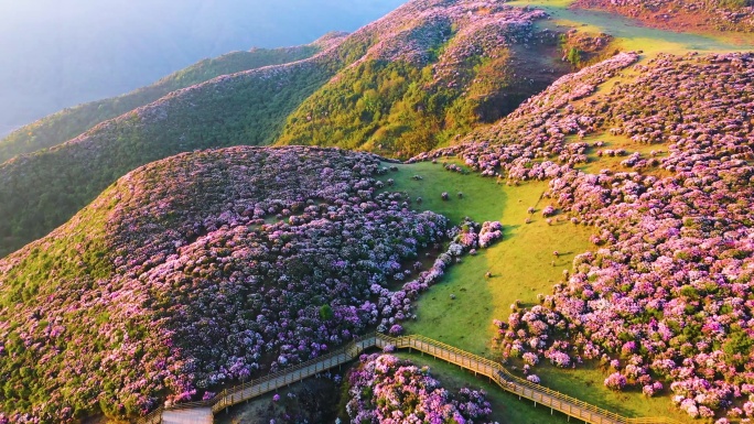 乌蒙大草原杜鹃花海