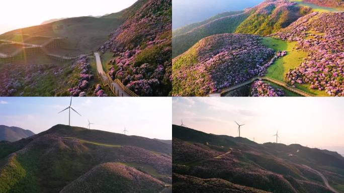 乌蒙大草原杜鹃花海