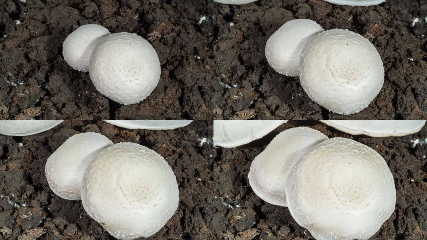 蘑菇生长在土壤背景下的时间推移。浇水时土壤中的微生物