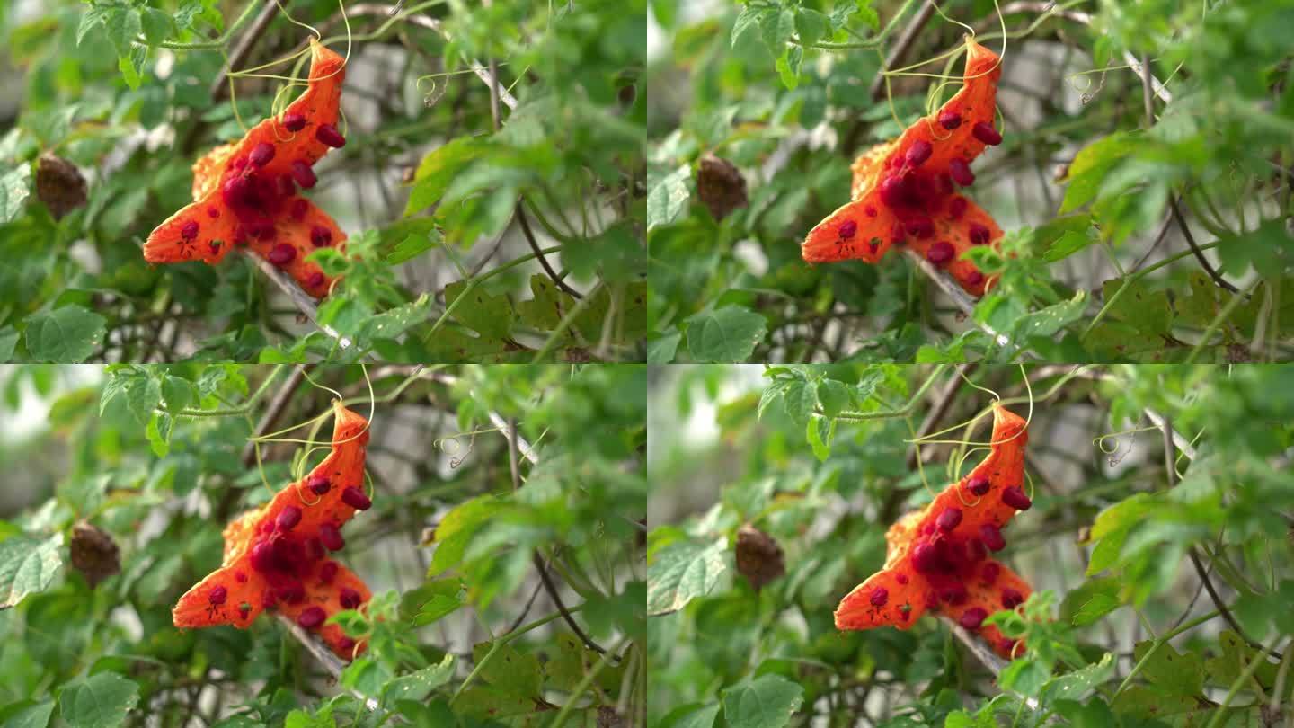 美丽的彩色开放Cerasee喀拉拉邦苦瓜植物，喀拉拉邦挂在藤蔓上，用于制作草药健康茶，有利于减肥