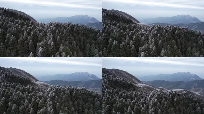 湖南南岳衡山松树凇雪景祝融峰