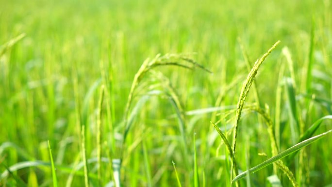 稻田里的水稻绿色稻田