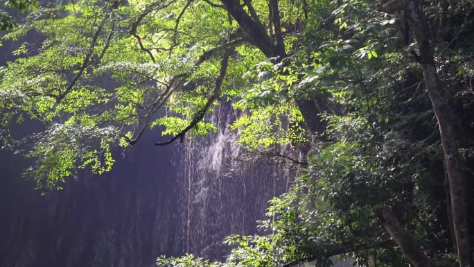 热带雨林可以从大气中吸收大量的二氧化碳。