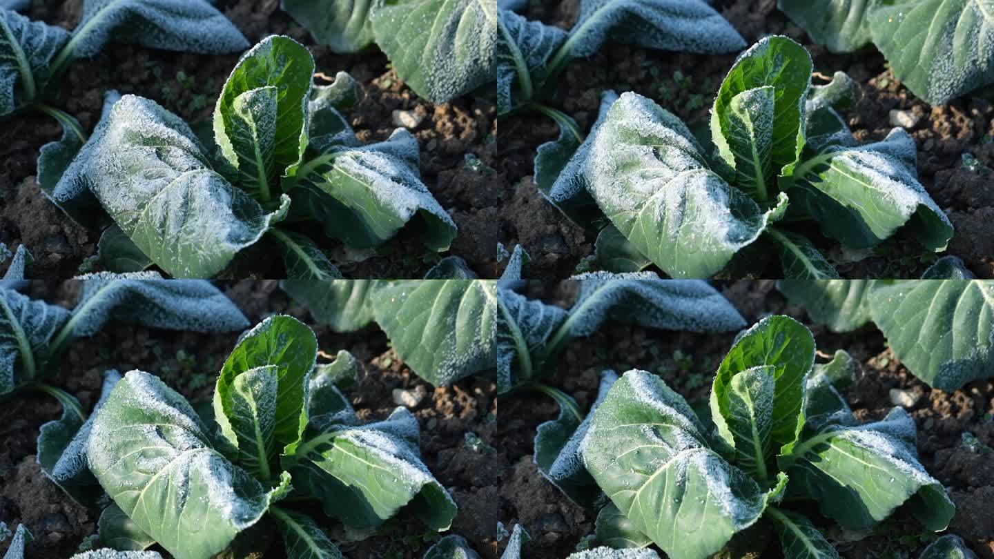 蔬菜叶子上霜冻融化延时摄影3