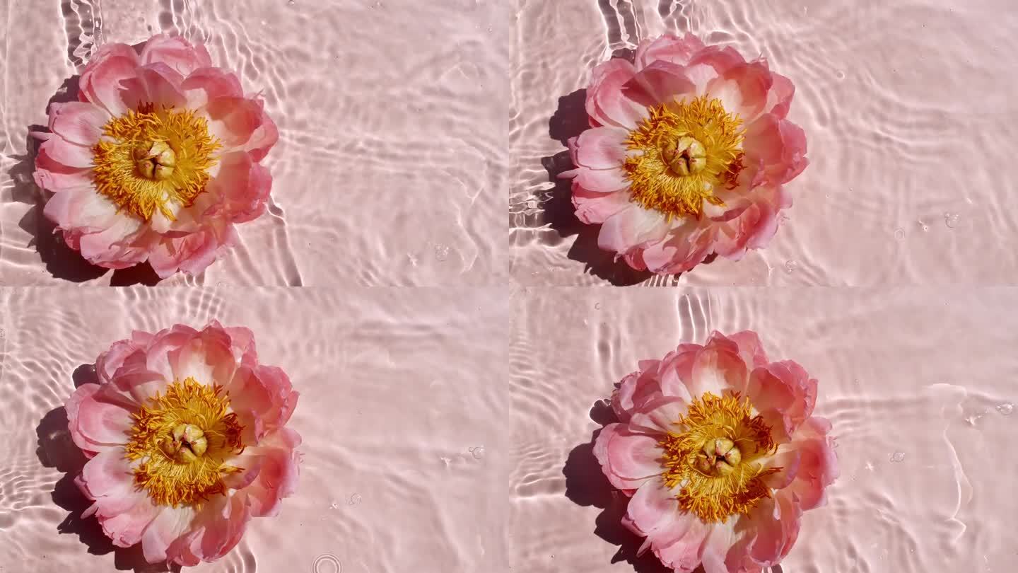 粉红色牡丹花落在水面上的慢动作和白底上发散的水圈。水飞溅。纯净的水与反射阳光和阴影。花的特写镜头