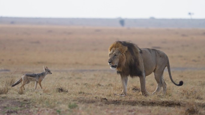 马赛马拉平原上，一群狮子正在吃被猎杀的水牛