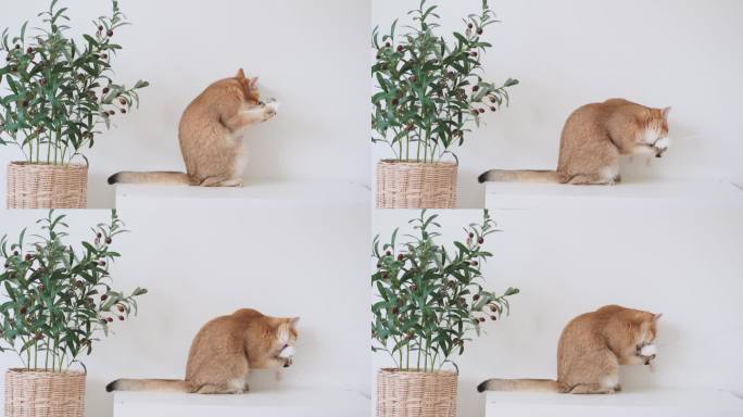 英国猫穿着白色的桌子，上面有橄榄树和白色的背景