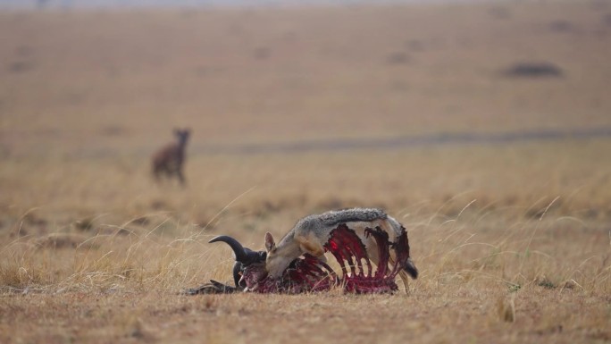 黑背豺狼在猎食野牛的猎物