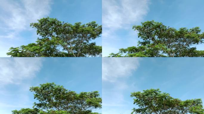 TVC广告级-树上升至天空留白画面