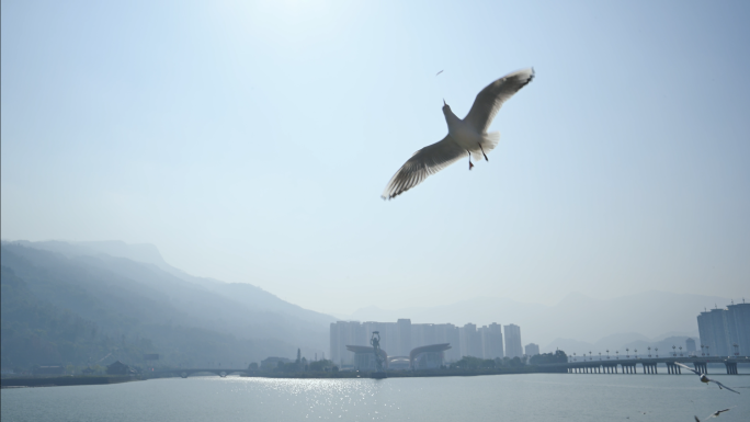 海鸥飞翔觅食城市自然生态人与动物