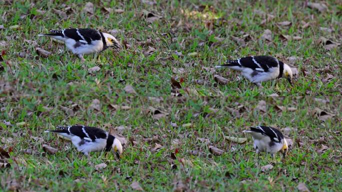 黑领椋鸟草地觅食