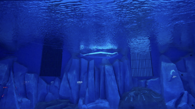 4K海洋公园白鲸游泳空镜