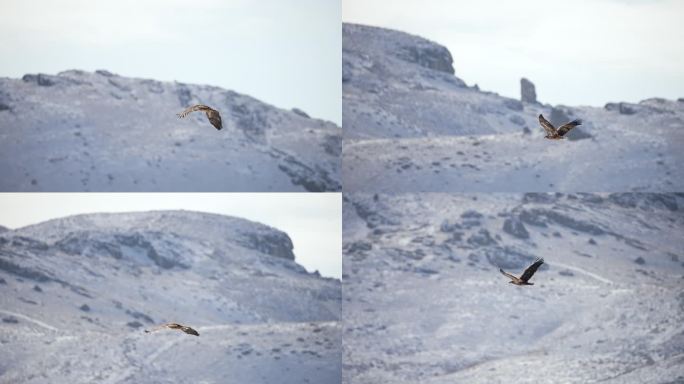 幼年白头鹰正在穿越白雪覆盖的犹他沙漠