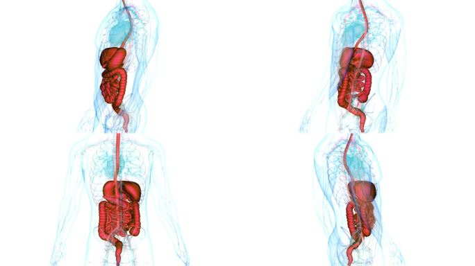 人体消化系统解剖动画概念