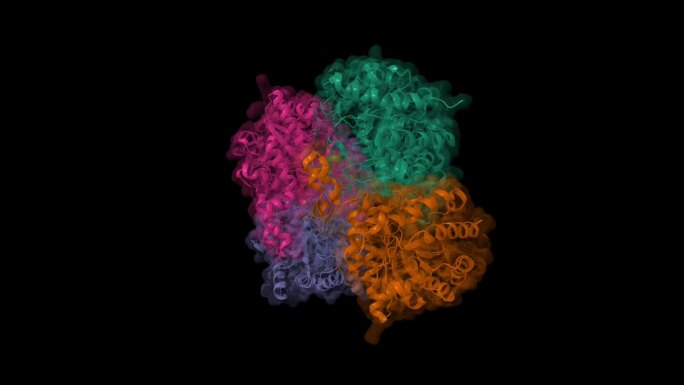 人肾甜菜碱-同型半胱氨酸甲基转移酶的低温电镜结构