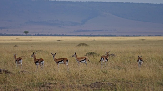 汤姆森瞪羚或黑斑羚在马赛马拉的草原上吃草