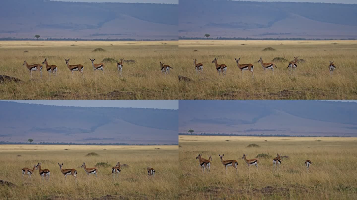 汤姆森瞪羚或黑斑羚在马赛马拉的草原上吃草