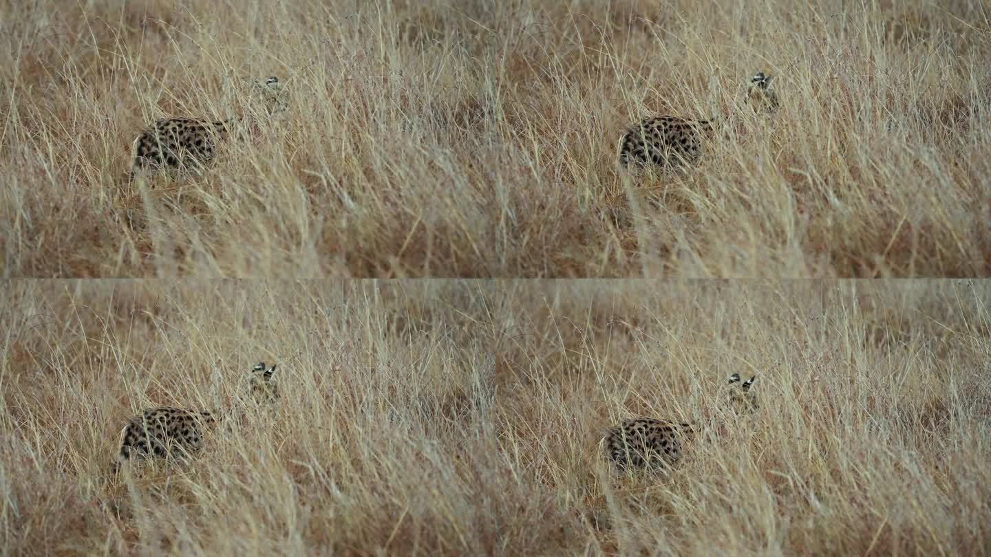 一只雄伟的野猫走在马赛马拉的草原上