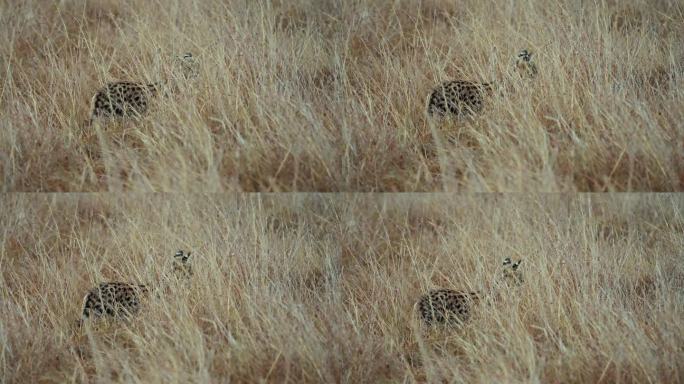 一只雄伟的野猫走在马赛马拉的草原上