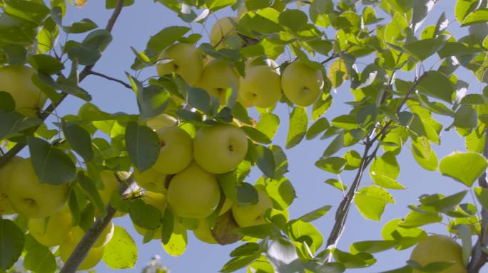 高原水果 水果基地苹果梨子葡萄