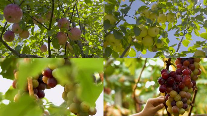 高原水果 水果基地苹果梨子葡萄