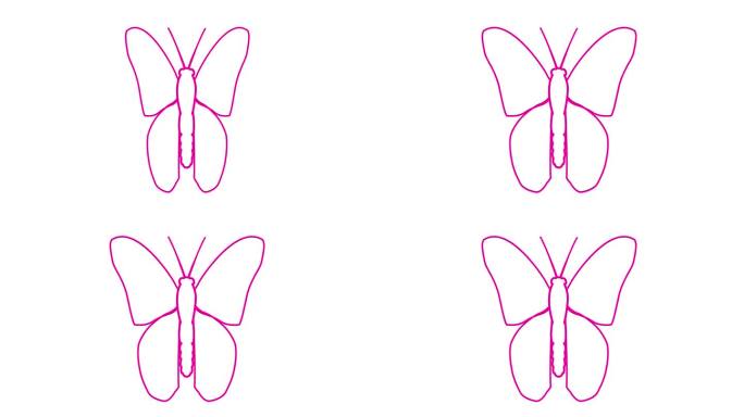 动画粉线蝴蝶扇动翅膀。线性品红色符号。毛圈的视频。矢量插图隔离在白色背景上。