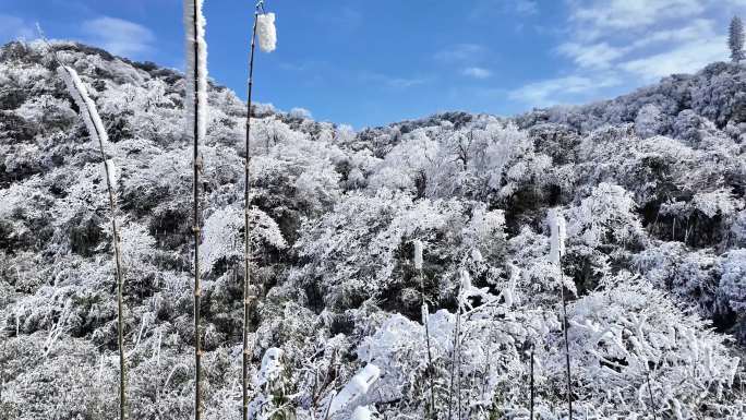 重庆南川：金佛山玉树开“琼花”