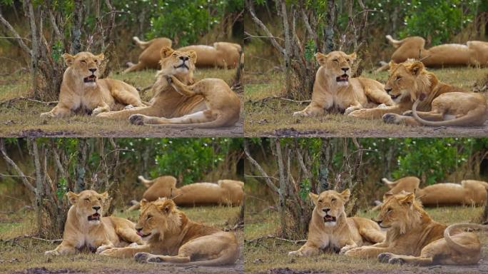 马赛马拉，一对正在交配的狮子和母狮正在休息
