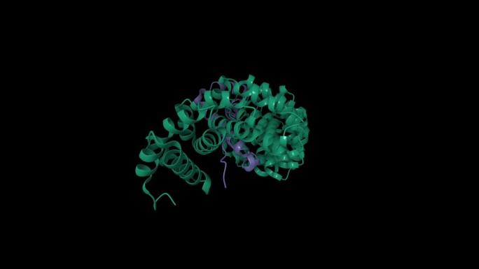 转录因子SOX2(紫色)与importin-alpha 3结合(绿色)