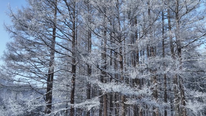 雪林雾凇景观