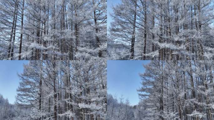 雪林雾凇景观