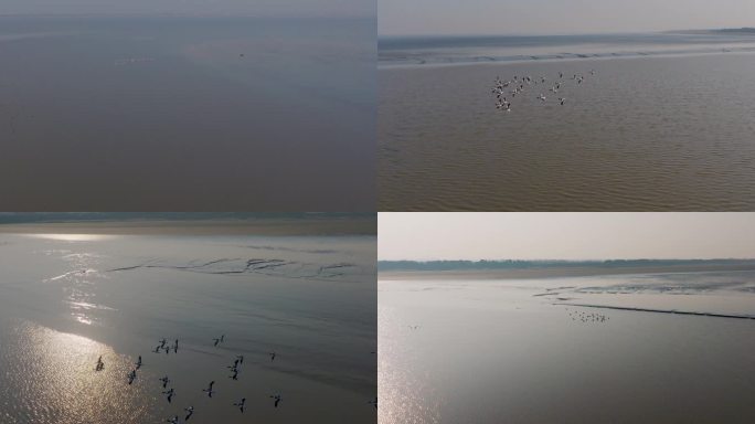 杭州钱塘江滩涂湿地候鸟翘嘴麻鸭飞翔航拍
